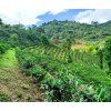 Peru Cajamarca kávové plantáže