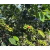 Honduras SHG EP Siguatepeque coffee cherry.
