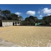 Coffee beans procesing in COHORSIL Cooperative