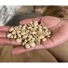 India Malabar AA Monsooned  Crop 2024