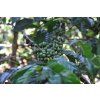 Kenya AA Plus Kijani Kiboko  Crop 2026