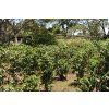 Kenya AA Plus Kijani Kiboko  Crop 2026