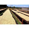 Kijani Kiboko coffee drying on raised beds in Kenya