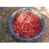 Harvest coffee cherry Costa Rica SHB San Rafael los Santos