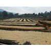 drying in the sun Ethiopia Yirgacheffe Konga Washed