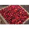 Nicaragua Finca Aurora coffee cherries