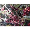 Coffee cherries on Los Suspiros farm, Guatemala