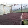 Coffee cheries from Colombian farm Finca Santa Barbara