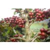 Coffee beans Indonesia Sumatra