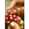 Coffee beans Indonesia Sumatra