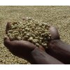 Green coffee beans Uganda Bugisu