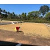 India Robusta processing