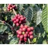 India Robusta coffee cherries
