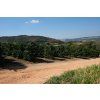 Fazenda Santo Antonio coffee trees