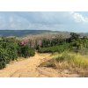 Fazenda Santo Antonio coffee trees