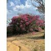 Fazenda Santo Antonio