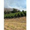 Fazenda Santo Antonio coffee trees
