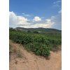 Fazenda Santo Antonio coffee trees