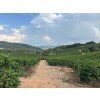Fazenda Santo Antonio coffee trees