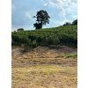 Fazenda Santo Antonio coffee trees