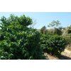 Fazenda Santo Antonio coffee trees