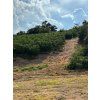 Fazenda Santo Antonio coffee trees