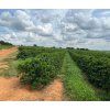 Fazenda Paraiso