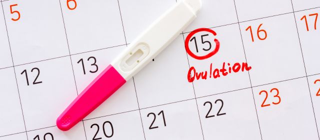 Co je ovulace: proces, příznaky a její význam při plánování těhotenství