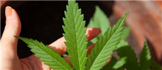 THC vs CBD: Znáte největší rozdíly?