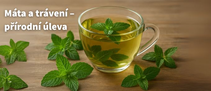 Máta a trávení – přírodní pomocník při nadýmání a těžkosti