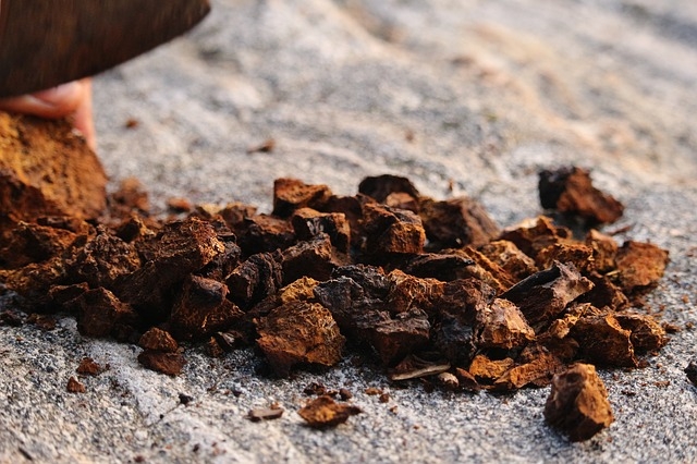Houba Chaga je Vaší odpovědí na dlouhověkost!