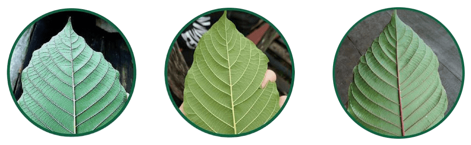 Žilky Kratomu podle barvy