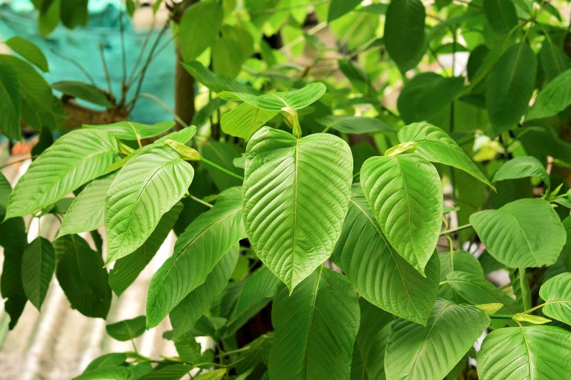 kratom-listy-detail-mensi