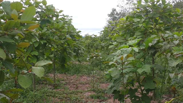 kratom-plantaz