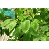 kratom listy detail