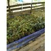 kratom pestovani