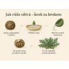 194 1 ruze z jericha cela rostlina
