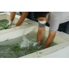 kratom cisteni listu