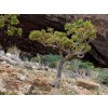 Boswellia serrata - Extrakt z pryskyřice s 65% kyseliny boswelové v kapslích