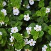 bacopa brahmi