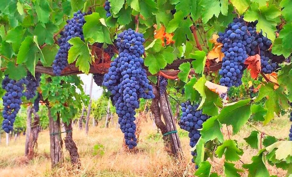 Primitivo - úžasná vína z regionu Puglia