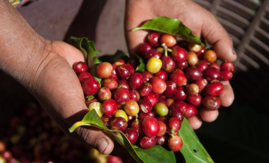 Skratky a označenie kávových zŕn