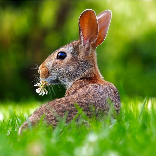 Belgický králík: zajímavosti a fakta