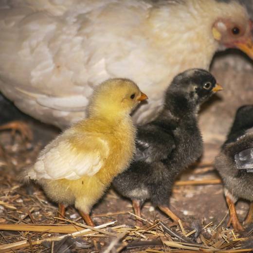 Blechy u slepic: jaká jsou rizika?