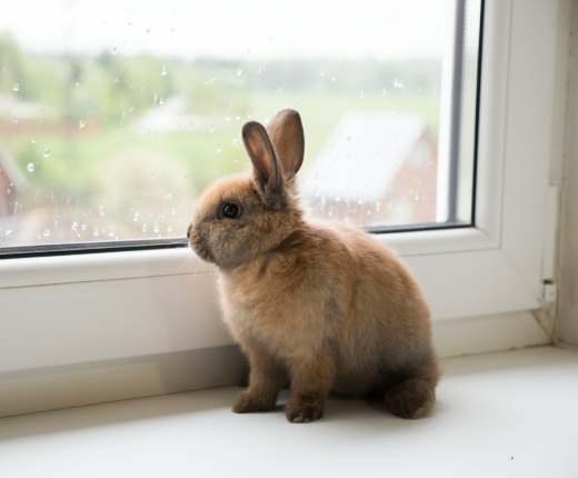 Jak dlouho trvá březost králíků?