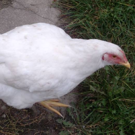 Jak vzniká brojler?