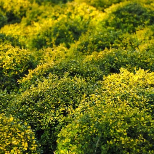 Škůdci Buxusu: Kompletní průvodce pro zahradníky
