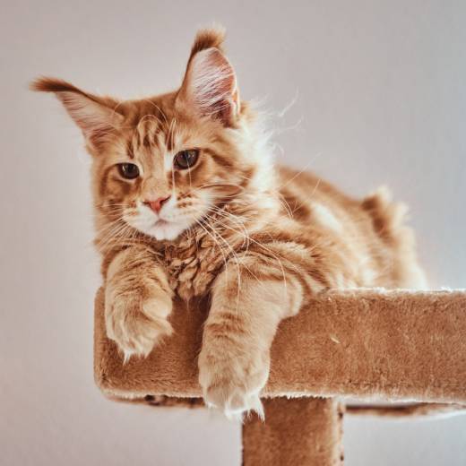 Černé škrabadlo pro kočky. Skvělá volba pro váš domov