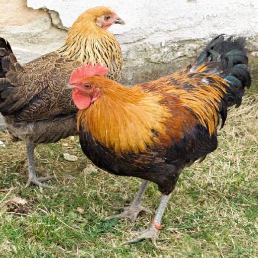 Česká slepice zlatá kropenatá: chov, historie a čím krmit?