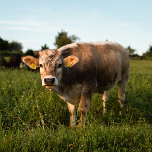 Cena krávy: Jak se liší a na čem záleží?